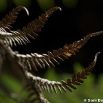 Fern fronds, Jackeys Marsh.jpg